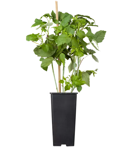 Himbeere 'Black Jewel'