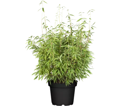 Gartenbambus 'Dino' Gartenbambus 'Dino'