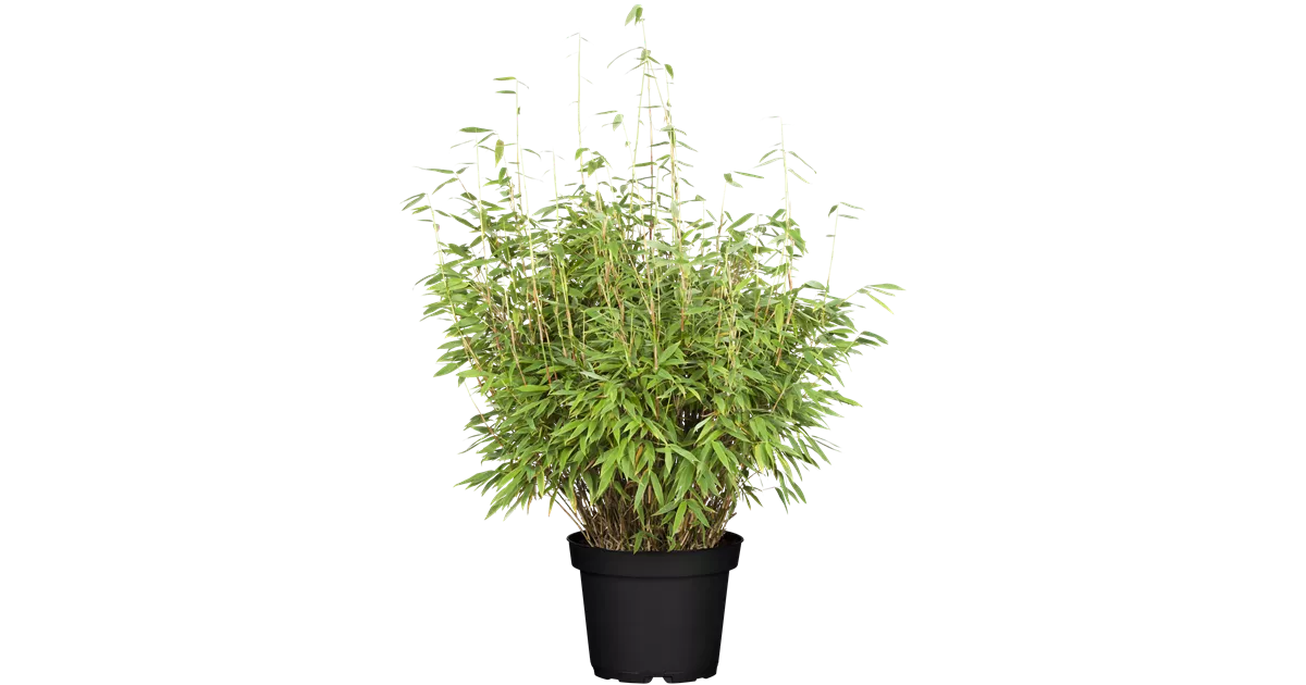 Gartenbambus 'Dino'