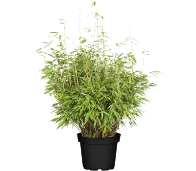 Gartenbambus 'Dino' Gartenbambus 'Dino'