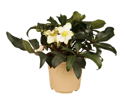 Christrose 'HGC Joker'®