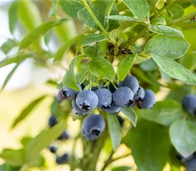 Heidelbeere 'Blue Jay'