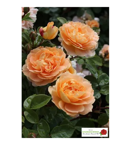 Beetrose 'Schöne vom See'® Beetrose 'Schöne vom See'®