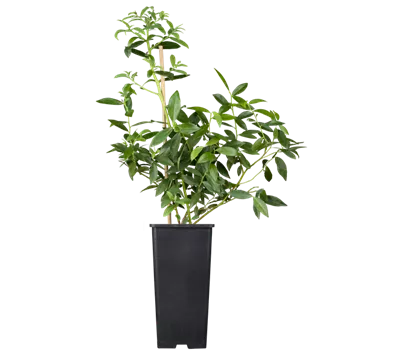 Heidelbeere 'Pink Lemonade'