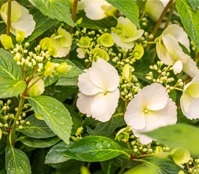 Girlanden-Hortensie 'Runaway Bride'® Girlanden-Hortensie 'Runaway Bride'®