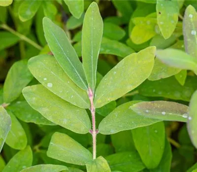 Blaue Heckenkirsche 'Balalaika'
