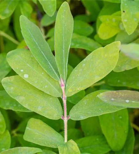 Blaue Heckenkirsche 'Balalaika' Blaue Heckenkirsche 'Balalaika'