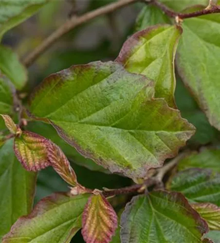 Eisenbaum 'Bella' Eisenbaum 'Bella'