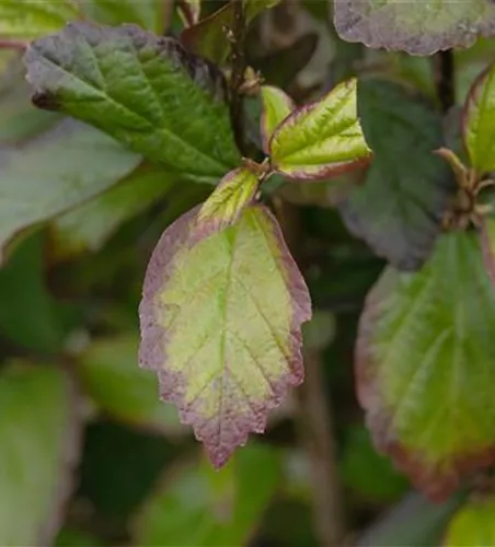 Eisenbaum 'Persian Spire'(s) Eisenbaum 'Persian Spire'(s)