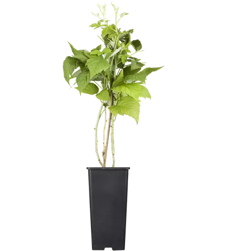 Himbeere 'Sugana'