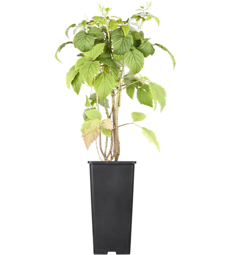 Himbeere 'Tulameen'(s)