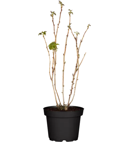 Himbeere 'ZEFA 3 Herbsternte'