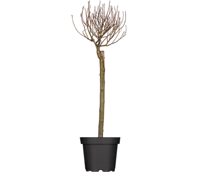 Engadin-Weide 'Tobi'