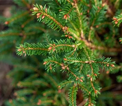 Gnomenfichte 'Pygmaea' Gnomenfichte 'Pygmaea'