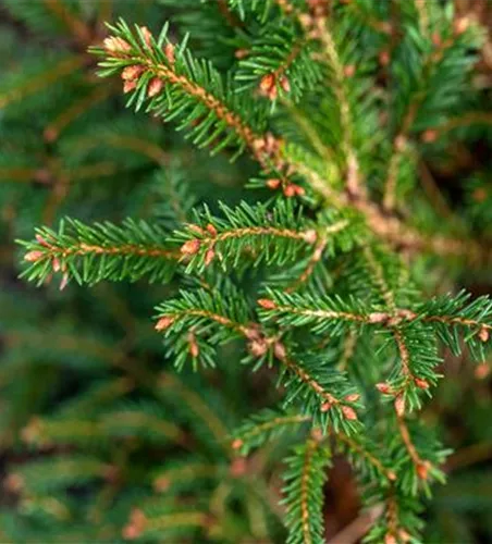 Gnomenfichte 'Pygmaea'