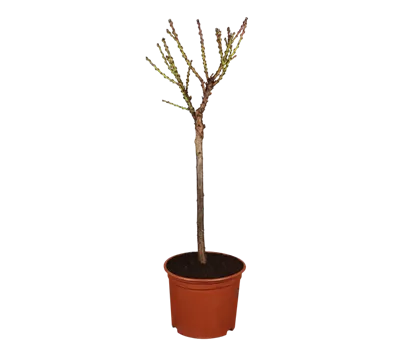 Zwergpfirsich 'Bonanza'