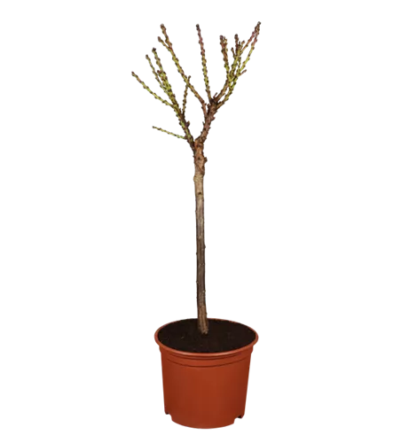 Zwergpfirsich 'Bonanza'