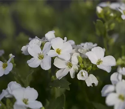 Garten-Gänsekresse 'Snowfix'