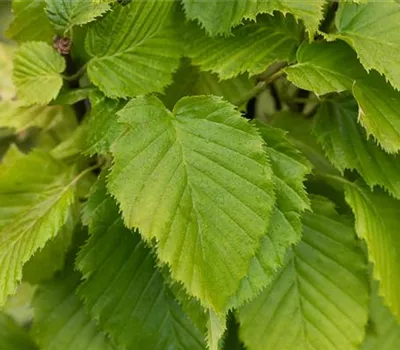 Säulen-Hainbuche 'Columnaris'
