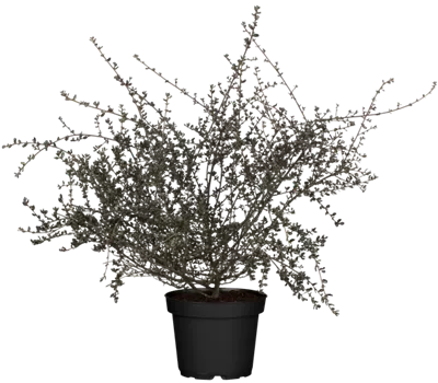 Säckelblume 'Blue Sapphire'