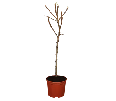 Zwergapfel 'Croquella'®