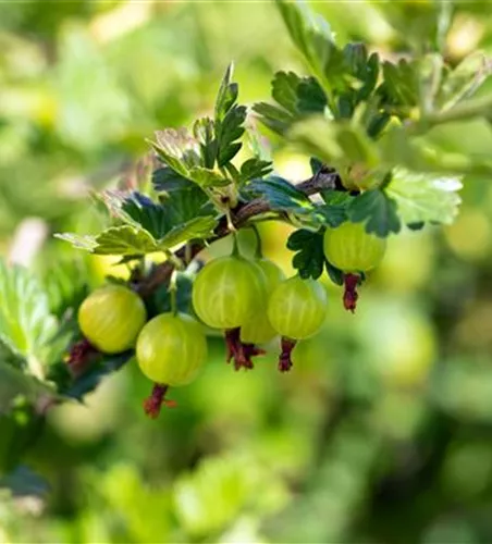 Stachelbeere 'Mucurines'