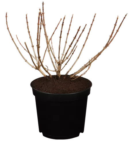 Weigelie 'Pink Poppet'® Weigelie 'Pink Poppet'®