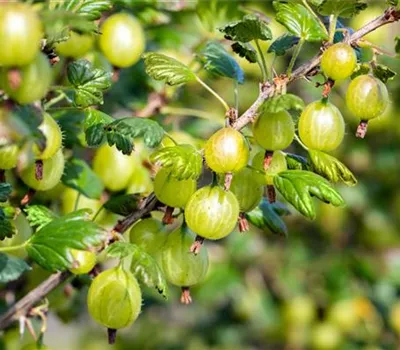 Stachelbeere 'Tatjana'