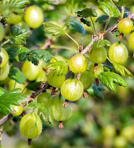 Stachelbeere 'Tatjana'