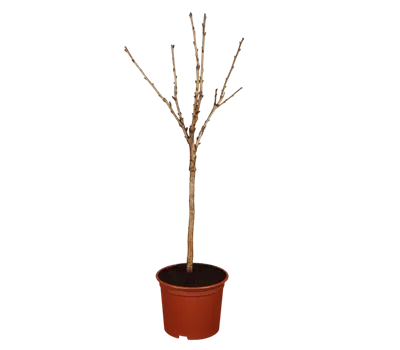 Süßkirsche 'Stella Compact'