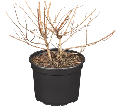 Sternchenstrauch 'Strawberry Fields'