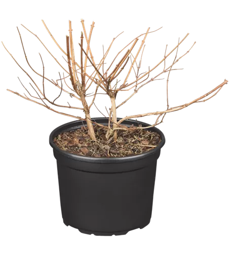 Sternchenstrauch 'Strawberry Fields' Sternchenstrauch 'Strawberry Fields'