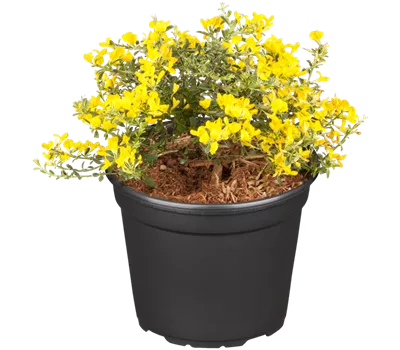 Sandginster 'Lemon Spreader'