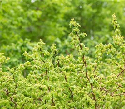 Zwerg-Korkenzieher-Haselnuss 'Scooter'