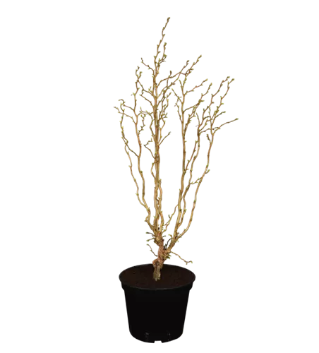 Korkenzieher-Haselnuss 'Twister' Korkenzieher-Haselnuss 'Twister'