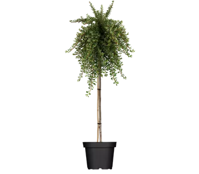 Niedrige Zwergmispel