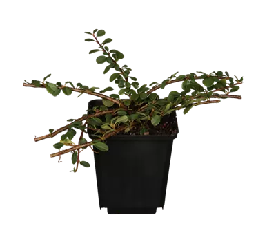 Teppichmispel 'Frieders Evergreen'