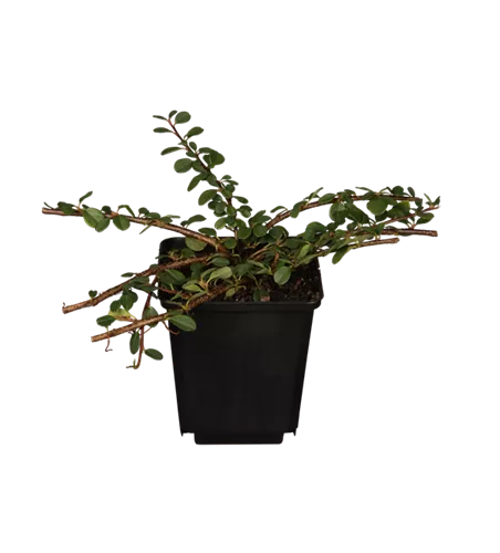 Teppichmispel 'Frieders Evergreen'