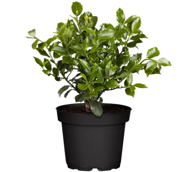 Stechpalme 'Blue Maid'