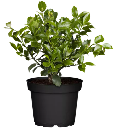 Stechpalme 'Blue Maid'