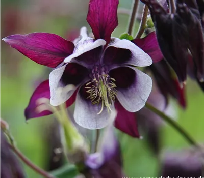 Kurzspornige Garten-Akelei 'William Guiness' Kurzspornige Garten-Akelei 'William Guiness'