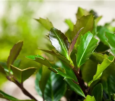 Stechpalme 'Heckenblau'®(s)