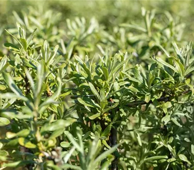 Sanddorn 'Sirola'(s)