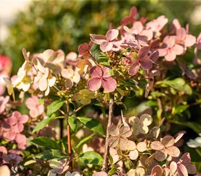 Rispenhortensie '(S)witch'® Rispenhortensie '(S)witch'®