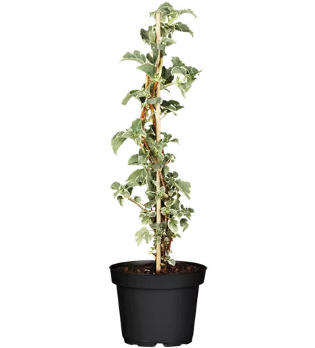 Kletterhortensie 'Silver Lining'