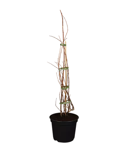 Perlmuttstrauch 'Pink Cloud' Perlmuttstrauch 'Pink Cloud'