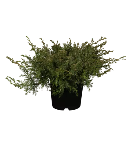 Kriechwacholder 'Leningrad'