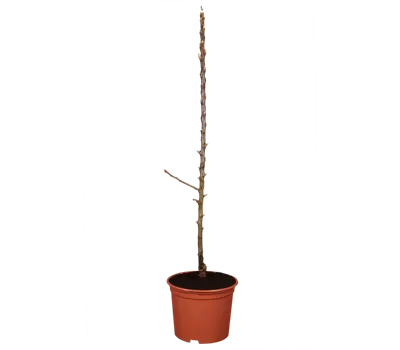 Säulenapfel 'Flamenco'®