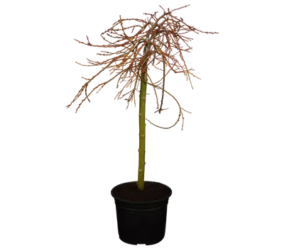 Männliche Salweide 'Nico'®