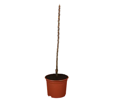 Säulenapfel 'Polka'®